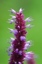 Officinal plant--ageratum