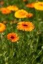 Officinal Plant Flower Calendula Grow In Sunny Garden.