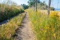 A countryside road in center Italy, June 2019, with flowers, trees and a fence