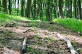 Offroad path in the forest