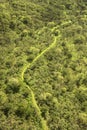 Offroad trail through forest. Royalty Free Stock Photo