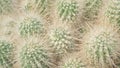 From the Offset collection - cactus close-up, slow motion. Background with cacti