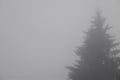 Offset silhouette of tall conifer against foggy sky