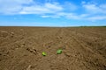 Offsprings in ploughed field Royalty Free Stock Photo