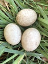 Three freshly laid duck eggs