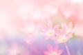 Oft rain lilly flower in pink pastel tone sweet background Royalty Free Stock Photo