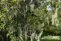 Lace lichen, Ramalina menziesii, 9.