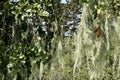 Lace lichen, Ramalina menziesii, 10.