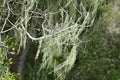 Lace lichen, Ramalina menziesii, 2.