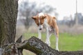 Ãâog looking down while standing on a broken tree branch Royalty Free Stock Photo