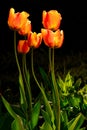 Ogange tulips flowers on sun light Royalty Free Stock Photo