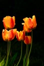 Ogange tulips flowers on sun light Royalty Free Stock Photo