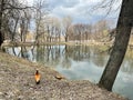 Ogar ducks on the shore of a pond in Lefortovo Park in spring. Moscow