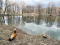 Ogar ducks on the shore of a pond in Lefortovo Park in spring. Moscow