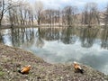 Ogar ducks on the shore of a pond in Lefortovo Park in spring. Moscow