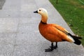 Ogar, red duck, Tadorna ferruginea walks in park in spring, summer. Village farm bird, wildlife, waterfowl Royalty Free Stock Photo