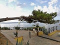 Ogliastro Marina - Horizontal pine