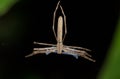 Ogre-Faced spider Deinopis subrufa Madagascar