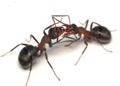 Oh, darling! two ants Royalty Free Stock Photo