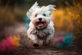 Happy smiling dog, very wet and muddy, running towards the camera, autumn, fall Royalty Free Stock Photo