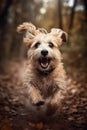 Happy smiling dog, very wet and muddy, running towards the camera, autumn, fall