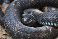 Oh - nonpoisonous snake. Royalty Free Stock Photo