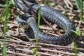 Oh - nonpoisonous snake. Royalty Free Stock Photo