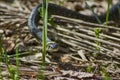 Oh - nonpoisonous snake. Royalty Free Stock Photo