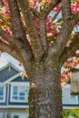 Ohanami in spring season. Beautiful cherry blossom sakura tree trunk and flowers. Blossoming pink sacura tree Royalty Free Stock Photo