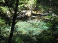 Ohanapecosh Hot Springs Trail in Mount Rainier National Park Royalty Free Stock Photo