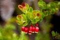 Ohelo Vaccinium reticulatum