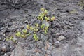 An Ohi`a plant with flower buds growing through the floor of a volcanic crater in Hawaii Royalty Free Stock Photo
