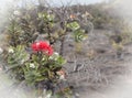 Ohia Lehua Bloom on Lava Royalty Free Stock Photo