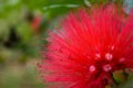 Ohia Lehua Royalty Free Stock Photo