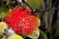 Ohia Lehua Royalty Free Stock Photo