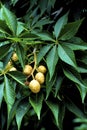 Ohio Buckeye Fruits 48925