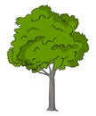 Ohio Buckeye tree illustration vector.Tree vector