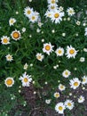 Ohio Daisy patch flower Group