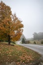 Ohio fall tree colors Royalty Free Stock Photo