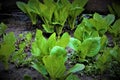 Ohio Skunk Cabbage Royalty Free Stock Photo