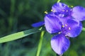 Ohio Spiderwort 22120