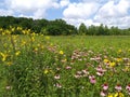 Ohio Wildflower Field