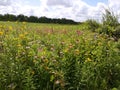 Ohio Wildflower Field