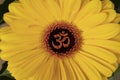 Ohm in the centre of petals on yellow flower