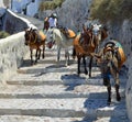 Donkeys used to carry people up and down the steep path to Amoudi Bay Oia Santorini. Royalty Free Stock Photo