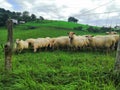 Camino de Santiago, Oiartzun, Basque Country, Spain