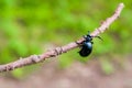 Oil beetle on a green background.