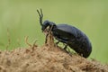 Oil Beetle Meloe proscarabaeus in Czech Republic Royalty Free Stock Photo