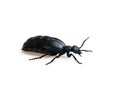 Oil beetle or Meloe proscarabaeus female M. proscarabaeus on white Royalty Free Stock Photo