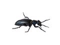 Oil beetle or Meloe proscarabaeus male M. proscarabaeus on white Royalty Free Stock Photo